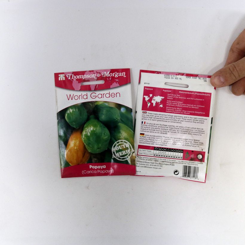 Beispiel eines Exemplars von Carica papaya (Samen) - Melonenbaum die Tüte mit 25 Samen wie geliefert