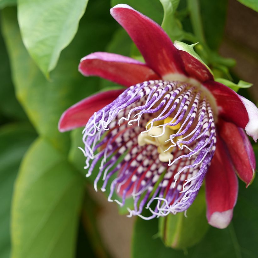 Riesen-Grenadille (Samen) - Passiflora quadrangularis (Blüte)