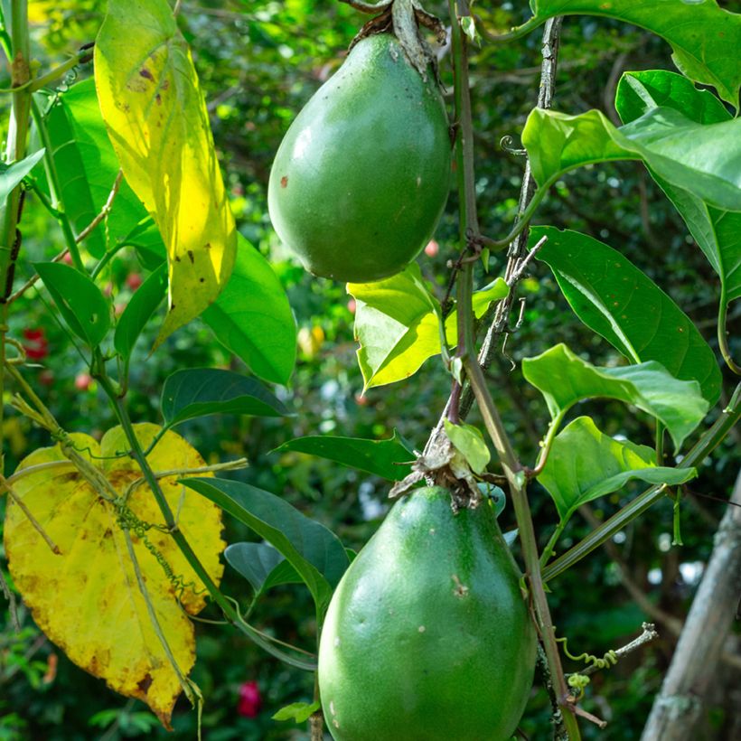 Riesen-Grenadille (Samen) - Passiflora quadrangularis (Ernte)