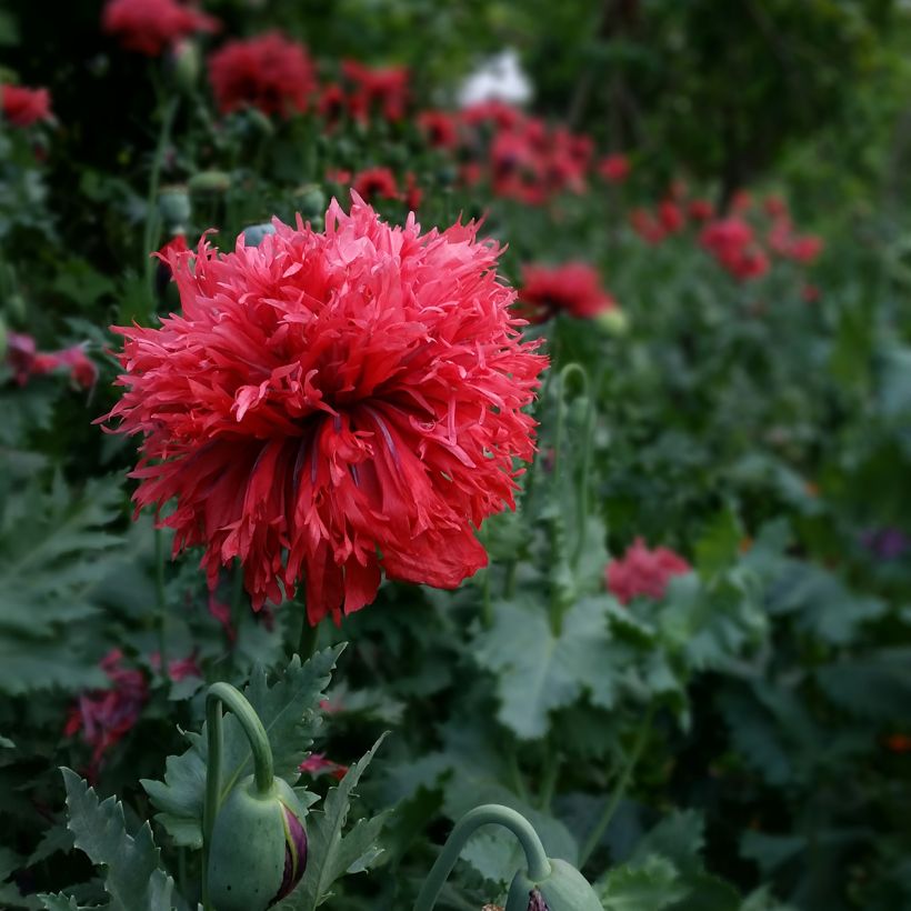 Schlafmohn Crimson Feathers (Samen) - Papaver (Blüte)