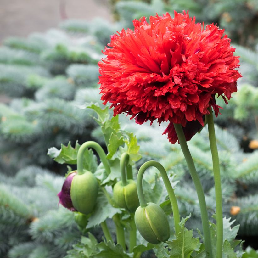 Schlafmohn Scarlet (Samen) - Papaver (Blüte)
