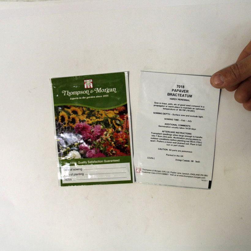 Beispiel eines Exemplars von Papaver bracteatum Great Scarlet (Samen) - Armenischer Mohn die Tüte mit 100 Samen wie geliefert