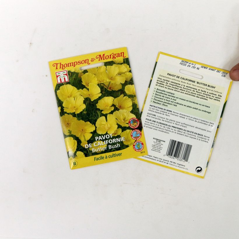 Beispiel eines Exemplars von Goldmohn Butter Bush (Samen) - Eschscholzia californica die Tüte mit 350 Samen (0,6g) wie geliefert