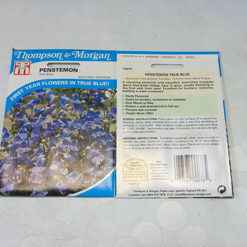 Beispiel eines Exemplars von Penstemon heterophyllus True Blue (Samen) - Bartfaden die Tüte mit 50 Samen wie geliefert