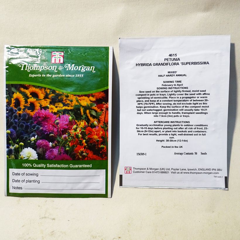 Beispiel eines Exemplars von Petunia Superbissima (Samen) die Tüte mit 50 Samen wie geliefert