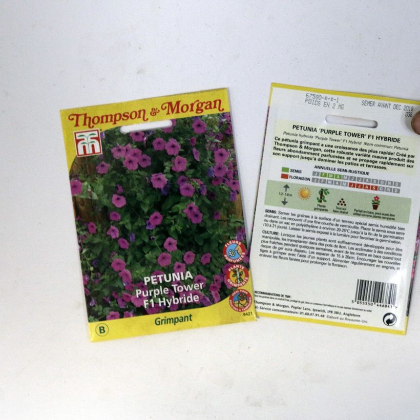 Beispiel eines Exemplars von Petunia Purple Tower (Samen) die Tüte mit 30 Samen wie geliefert