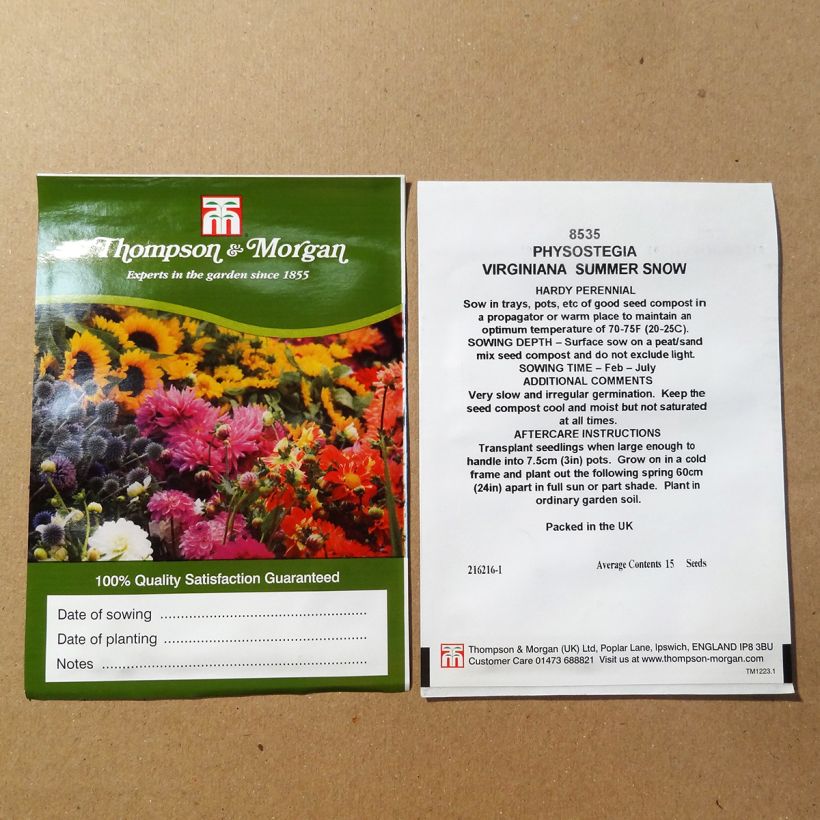 Beispiel eines Exemplars von Physostegia virginiana Summer Snow (Samen) - Gelenkblume die Tüte mit 50 Samen (0,1g) wie geliefert