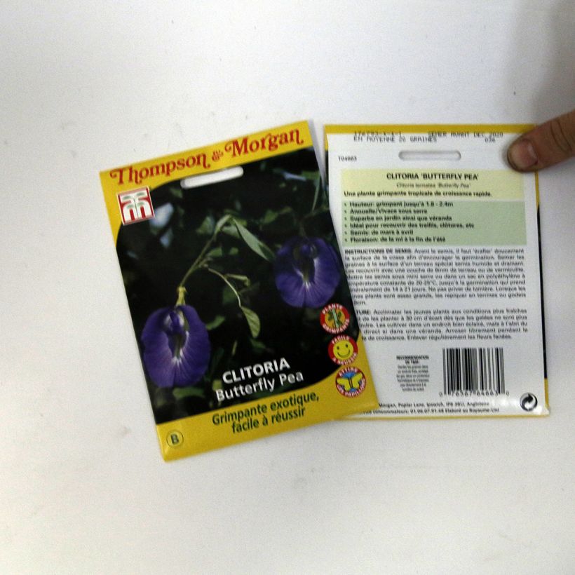 Beispiel eines Exemplars von Clitoria ternatea (Samen) - Clitorie die Tüte mit 20 Samen (1,2g) wie geliefert