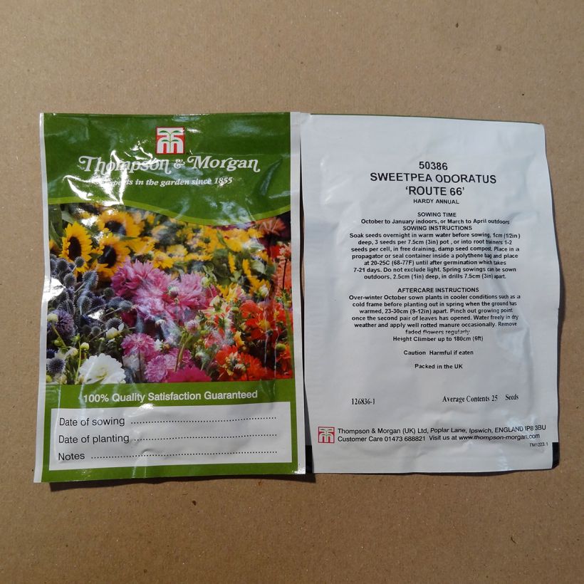 Beispiel eines Exemplars von Duftwicke Route 66 (Samen) - Lathyrus odoratus die Tüte mit 25 Samen wie geliefert