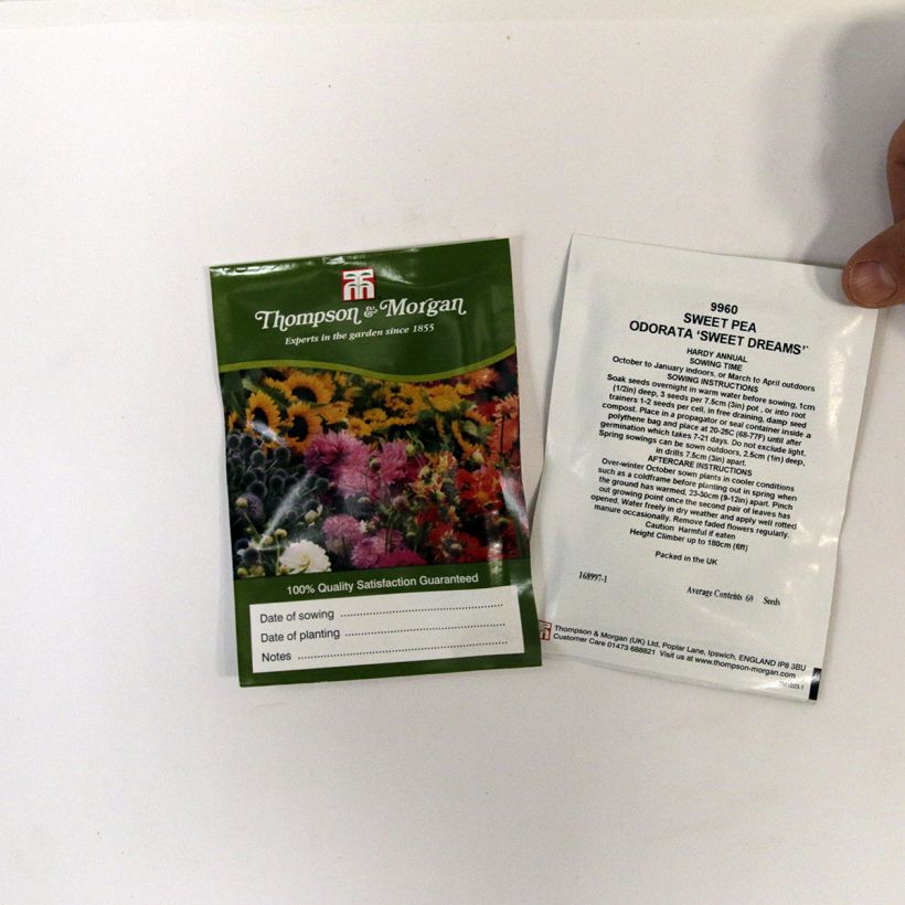 Beispiel eines Exemplars von Duftwicke Sweet Dreams (Samen) - Lathyrus odoratus die Tüte mit 60 Samen wie geliefert