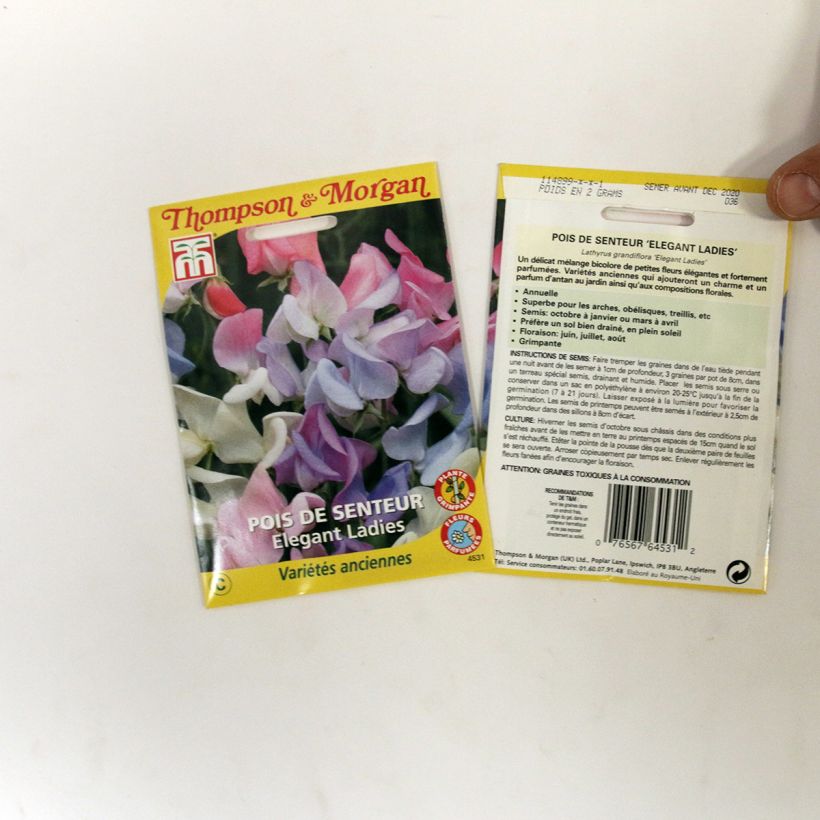 Beispiel eines Exemplars von Duftwicke Elegant Ladies (Samen) - Lathyrus odoratus die Tüte mit 25 Samen wie geliefert