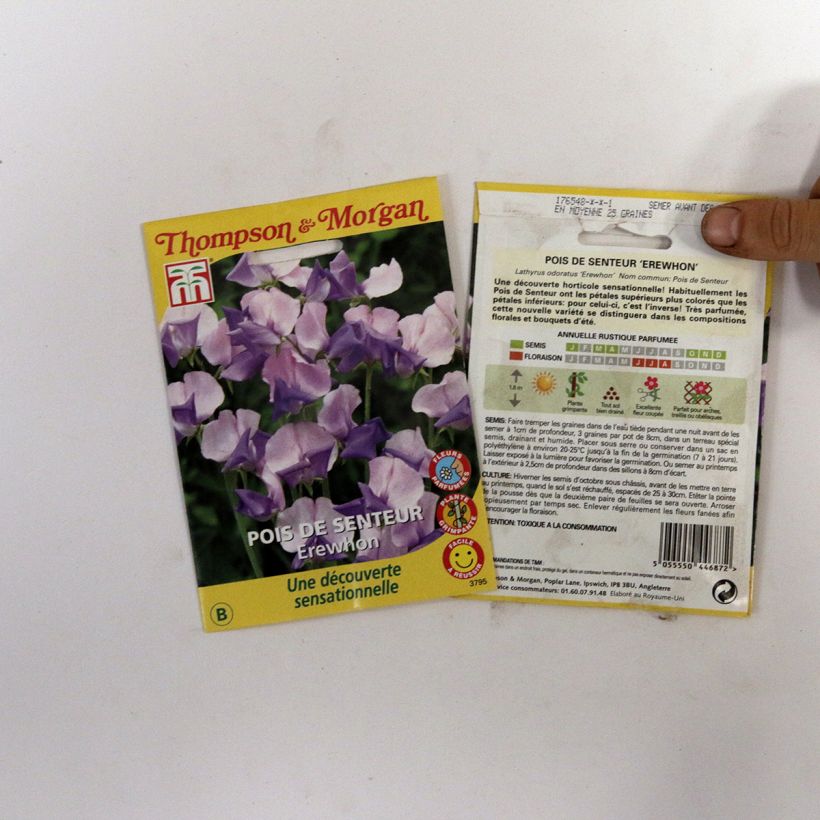 Beispiel eines Exemplars von Lathyrus odoratus Erewhon (Samen) - Gartenwicke die Tüte mit 25 Samen (2,5g) wie geliefert
