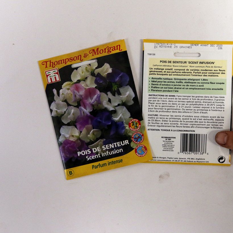 Beispiel eines Exemplars von Duftwicke Scent Infusion (Samen) - Lathyrus odoratus die Tüte mit 30 Samen wie geliefert