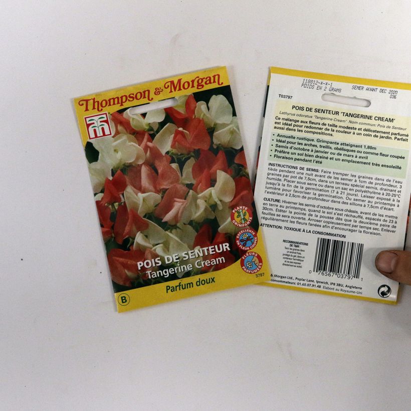 Beispiel eines Exemplars von Duftwicke Tangerine Cream (Samen) - Lathyrus odoratus die Tüte mit 25 Samen wie geliefert