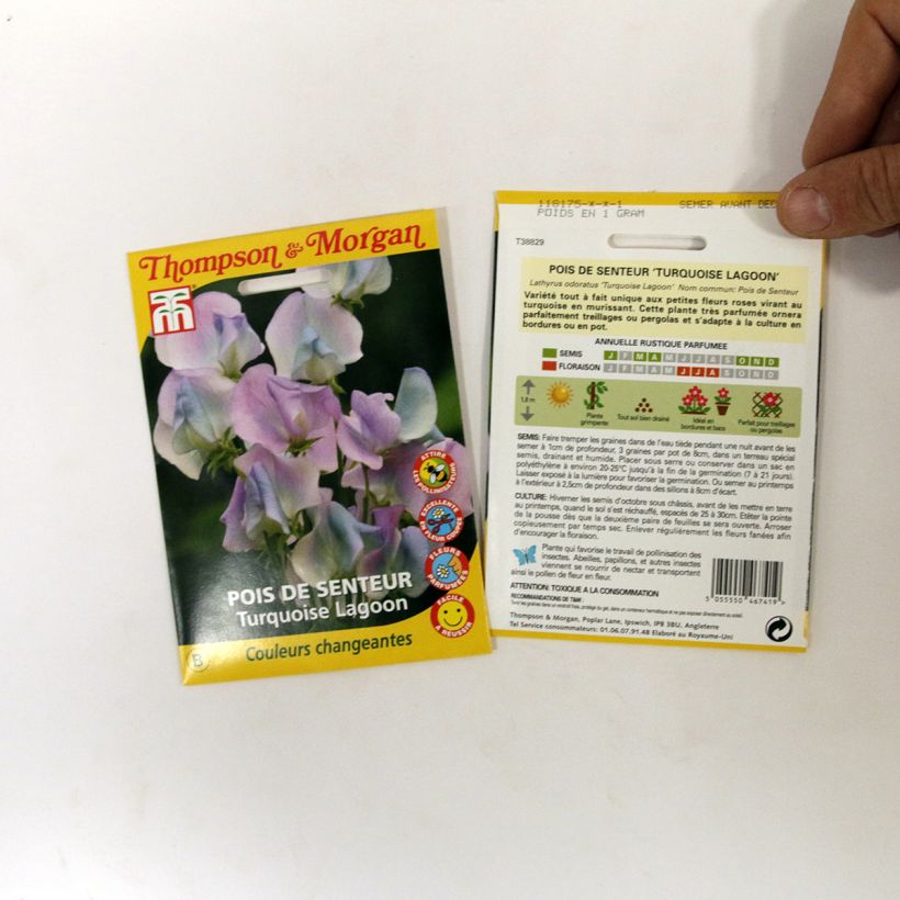 Beispiel eines Exemplars von Duftwicke Turquoise Lagoon (Samen) - Lathyrus odoratus die Tüte mit 25 Samen wie geliefert
