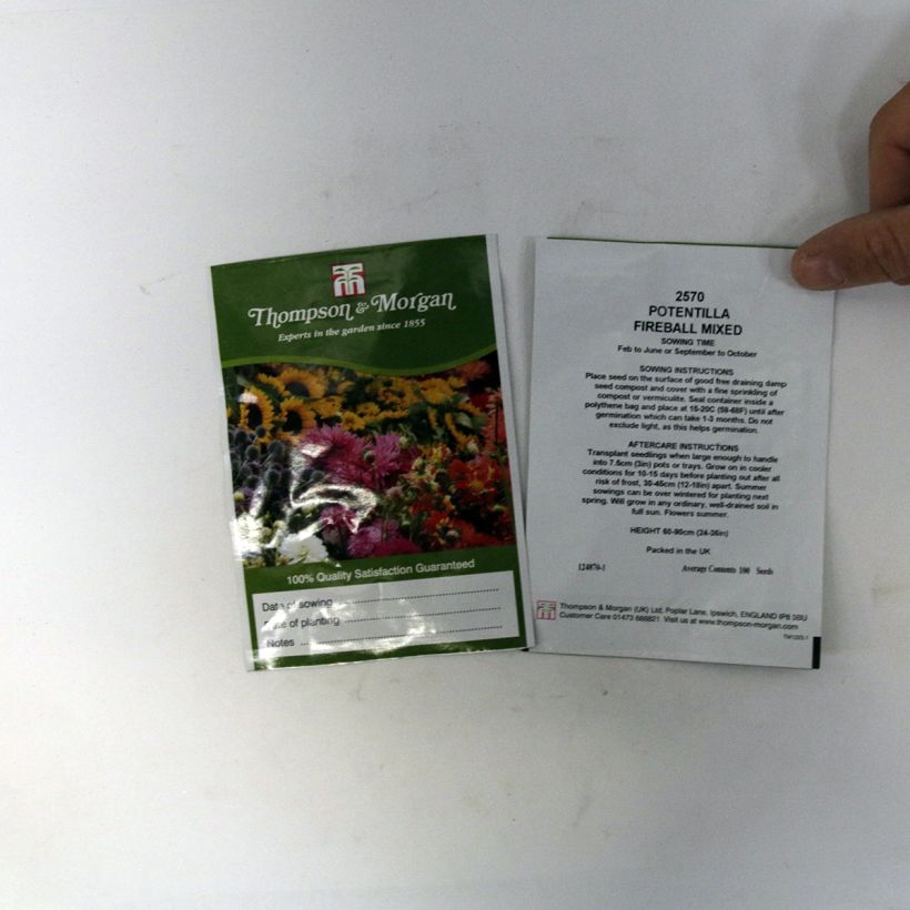 Beispiel eines Exemplars von Blutrotes Fingerkraut Fireball Mixed (Samen) - Potentilla atrosanguinea die Tüte mit 100 Samen wie geliefert