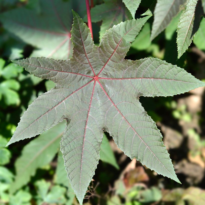 Ricinus communis (Samen) - Rizinus (Laub)