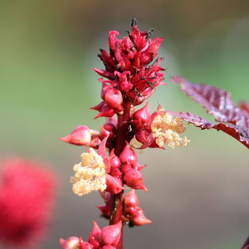 Ricinus communis (Samen) - Rizinus (Blüte)