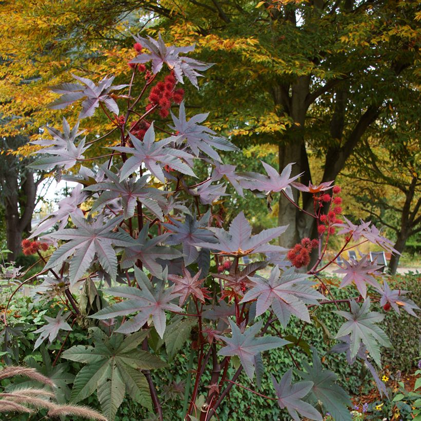 Ricinus communis (Samen) - Rizinus (Hafen)