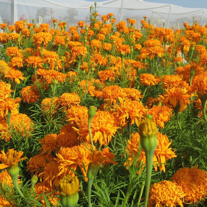 Aufrechte Studentenblume Fantastic Orange (Samen) - Tagetes (Blüte)