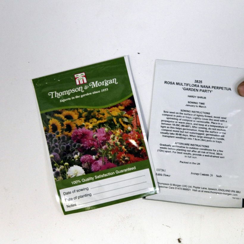 Beispiel eines Exemplars von Rosa multiflora nana perpetua Garden Party (Samen) - Zwergrose die Tüte mit 20 Samen wie geliefert