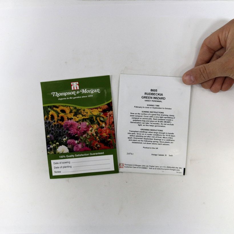 Beispiel eines Exemplars von Garten-Sonnenhut Green Wizard (Samen) - Rudbeckia occidentalis die Tüte mit 50 Samen wie geliefert