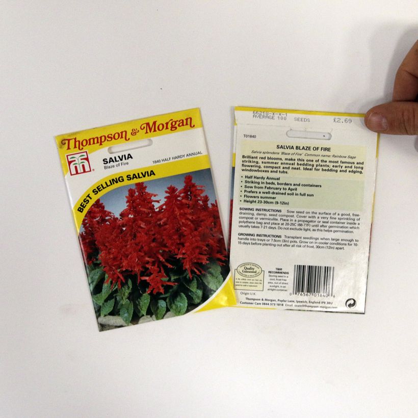 Beispiel eines Exemplars von Feuer-Salbei Blaze Of Fire (Samen) - Salvia die Tüte mit 100 Samen (0,4g) wie geliefert