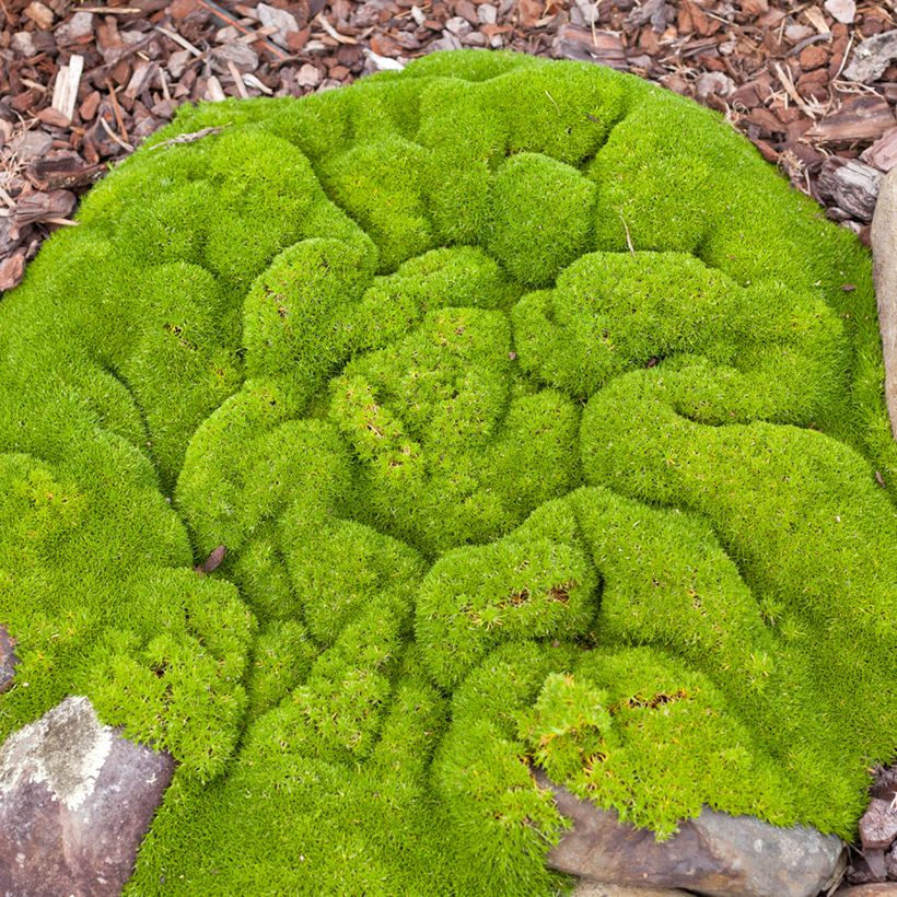 Scleranthus biflorus (Samen) - Knäuel (Hafen)