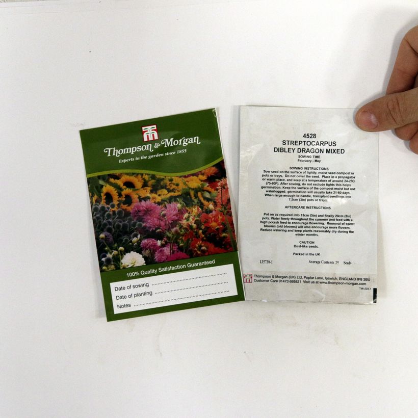 Beispiel eines Exemplars von Streptocarpus hybridus Dibleys Dragon Mixed (Samen) - Drehfrucht die Tüte mit 20 Samen wie geliefert