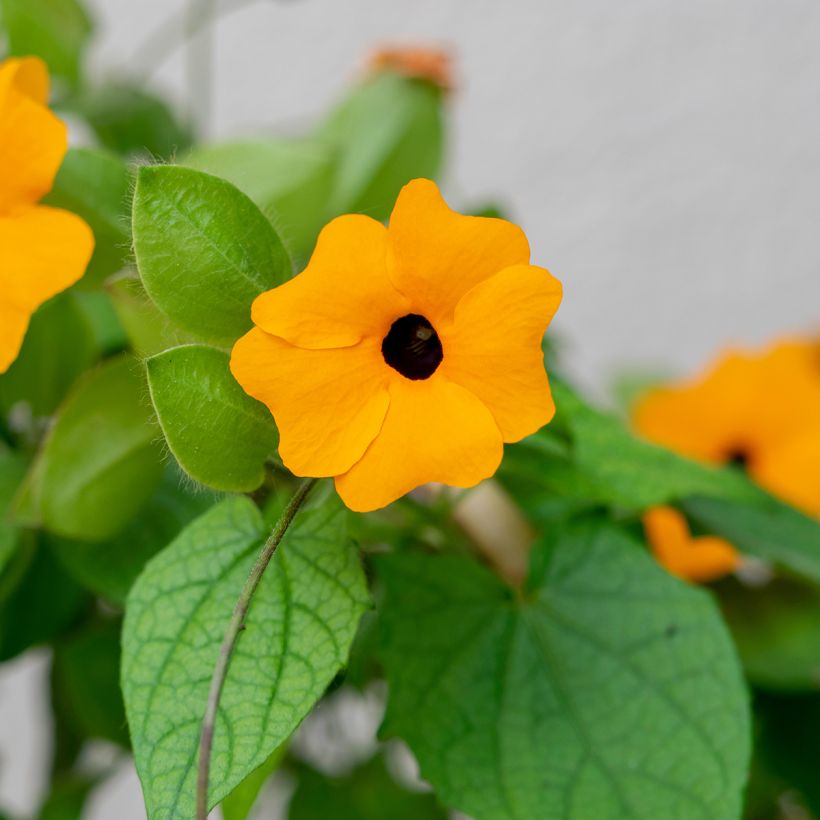 Thunbergia alata (Samen) (Laub)
