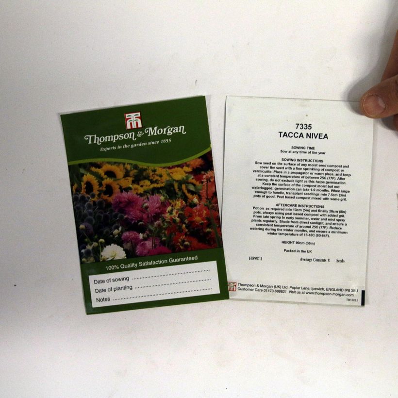 Beispiel eines Exemplars von Tacca integrifolia Nivea (Samen) - Weiße Fledermausblume die Tüte mit 8 Samen wie geliefert