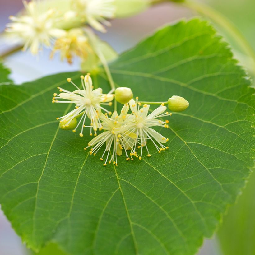 Winter-Linde (Samen) - Tilia cordata (Blüte)