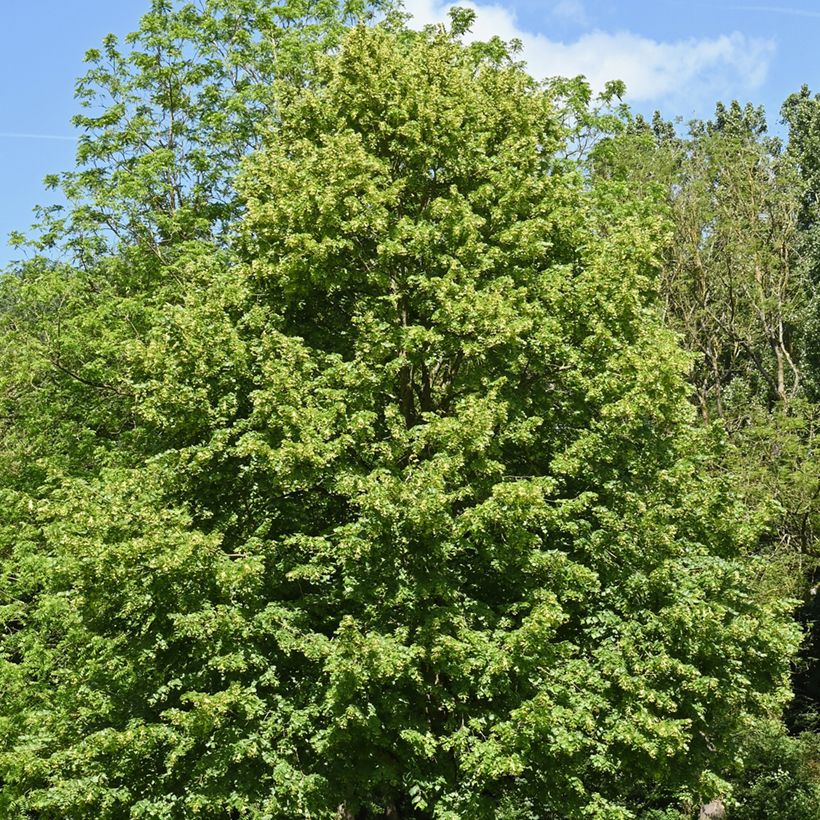 Winter-Linde (Samen) - Tilia cordata (Hafen)
