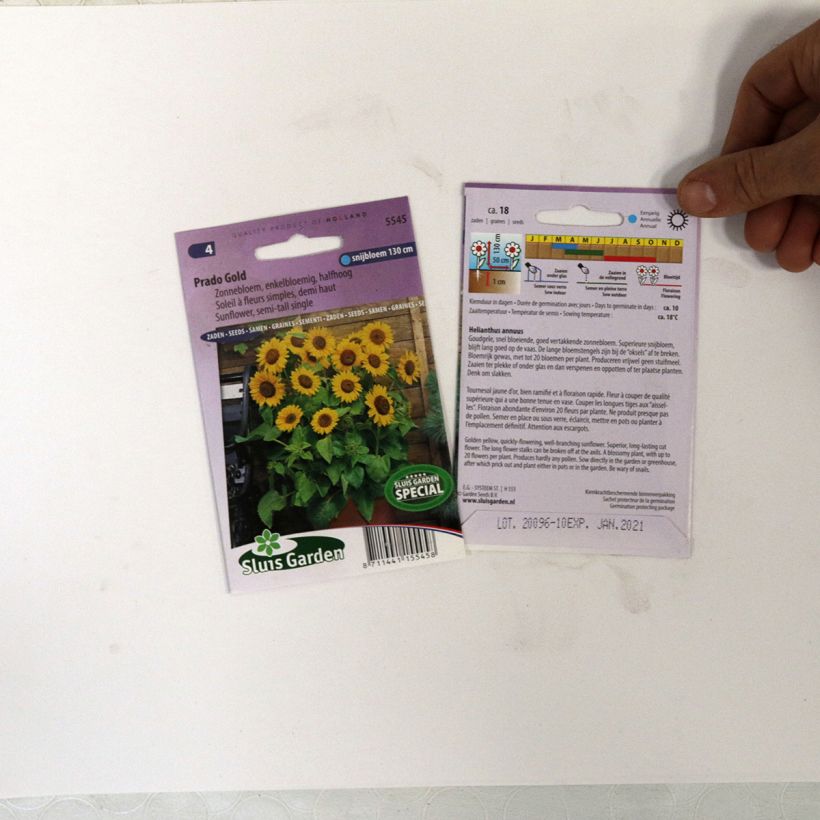 Beispiel eines Exemplars von Gemeine Sonnenblume Prado Gold - Helianthus die Tüte mit 18 Samen wie geliefert