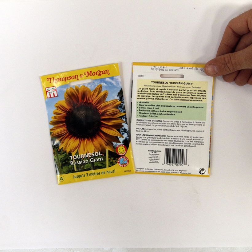 Beispiel eines Exemplars von Gemeine Sonnenblume Russian Giant - Helianthus die Tüte mit 60 Samen wie geliefert