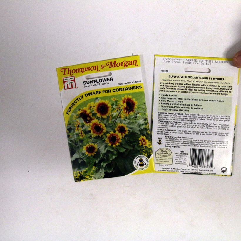 Beispiel eines Exemplars von Gemeine Sonnenblume F1 Solar Flash - Helianthus die Tüte mit 12 Samen wie geliefert