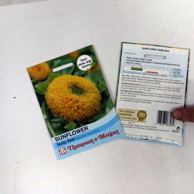 Beispiel eines Exemplars von Gemeine Sonnenblume Teddy Bear - Helianthus die Tüte mit 40 Samen wie geliefert