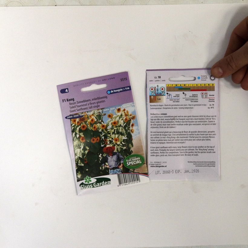Beispiel eines Exemplars von Gemeine Sonnenblume Kong F1 - Helianthus die Tüte mit 18 Samen wie geliefert