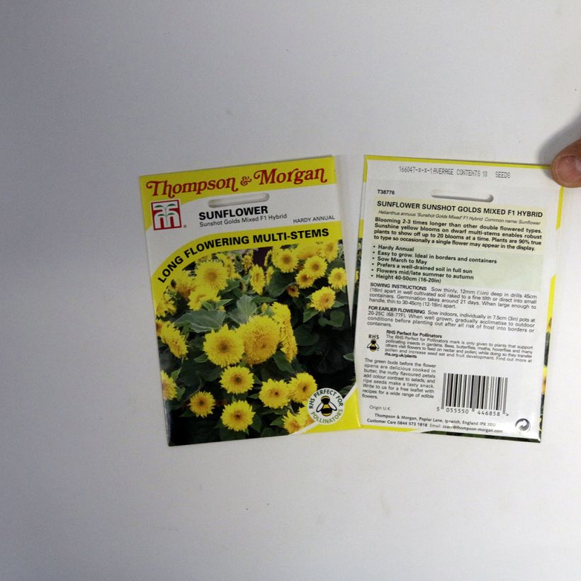 Beispiel eines Exemplars von Gemeine Sonnenblume Sunshots Golds Mixed - Helianthus die Tüte mit 10 Samen wie geliefert