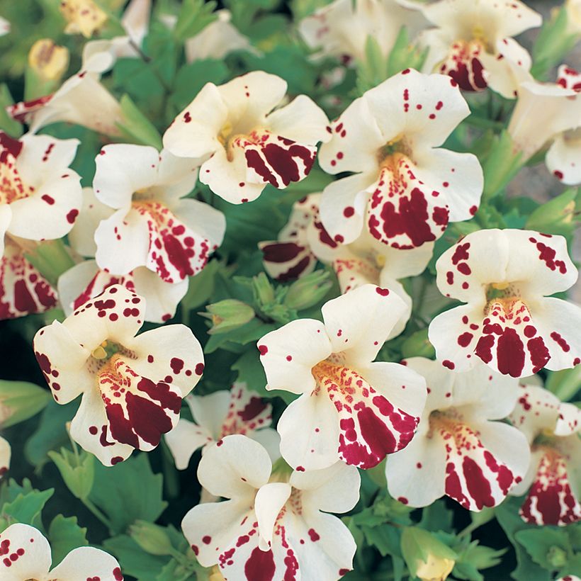 Gauklerblume Monkey Magic (Samen) - Mimulus (Blüte)