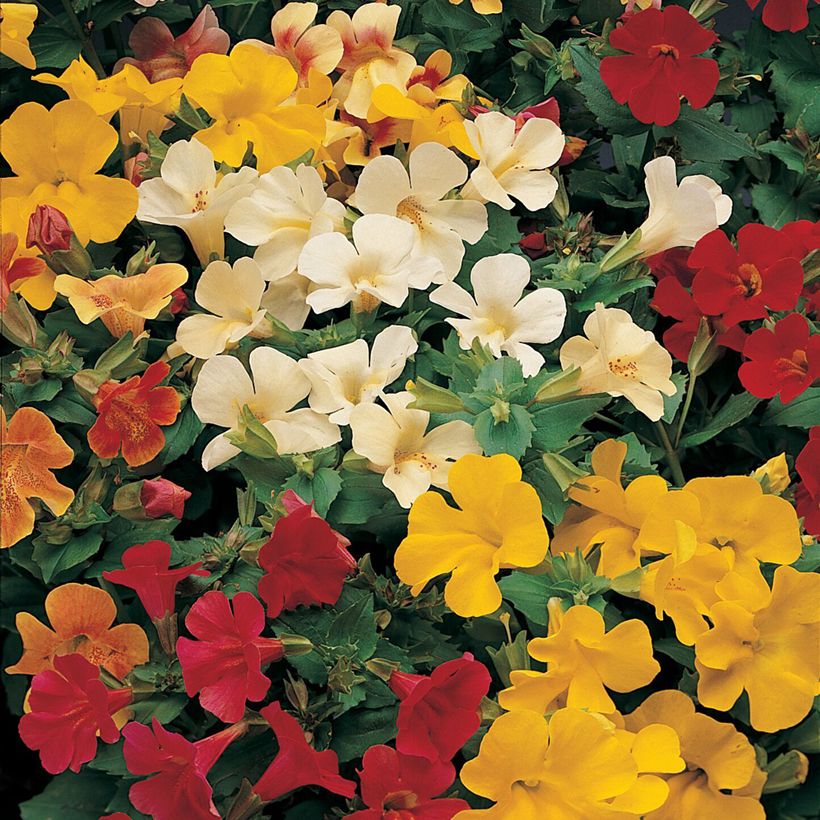 Gauklerblume Mystic Mixed (Samen) - Mimulus (Blüte)