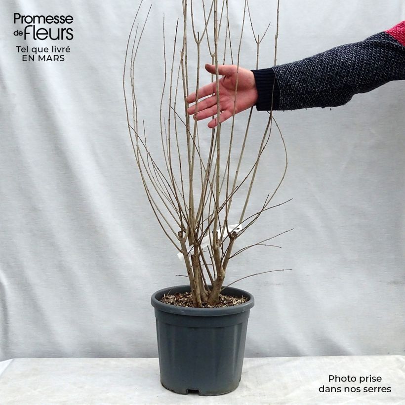 Exemplar von Punica granatum California Sunset - Granatapfelbaum Topf mit 7,5L/10L wie im Frühjahr geliefert