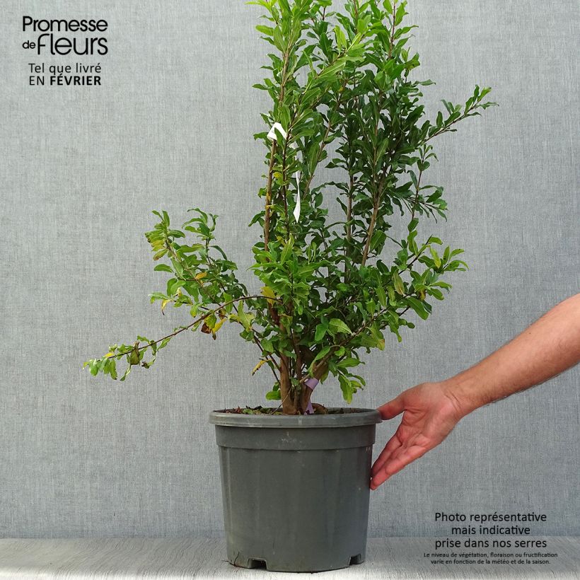 Exemplar von Granatapfelbaum Black Fruit - Punica granatum Topf mit 7,5L/10L, Strauch wie im Herbst geliefert