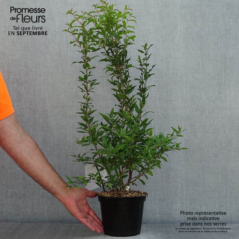 Exemplar von Granatapfelbaum Dente di leone - Punica granatum Topf mit 1,5L/2L, Strauch/Busch, mehrstämmig wie im Sommer geliefert