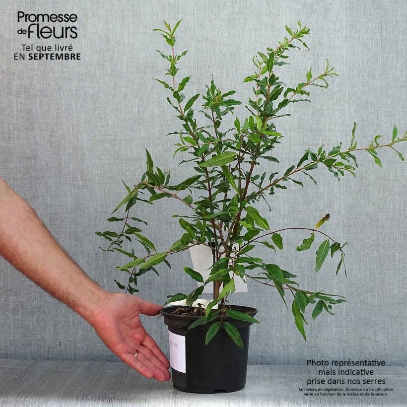 Exemplar von Granatapfelbaum Mollar de Elche - Punica granatum Topf mit 1,5L/2L, Strauch/Busch, mehrstämmig wie im Sommer geliefert