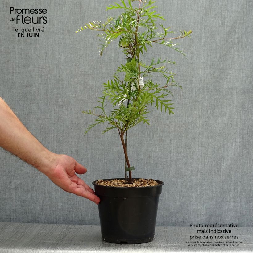 Exemplar von Grevillea Bronze Rambler - Silbereiche Topf mit 4L/5L wie im Sommer geliefert