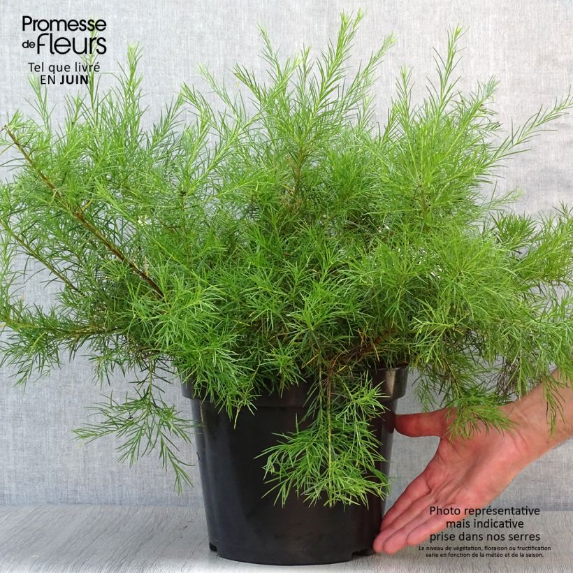 Exemplar von Grevillea gracilis Alba - Silbereiche Topf mit 7,5L/10L wie im Sommer geliefert