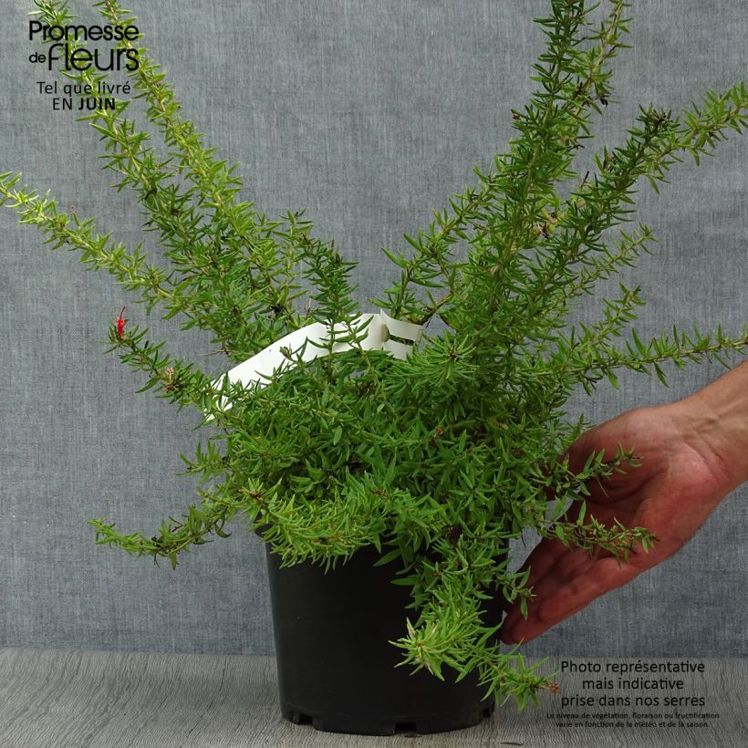 Exemplar von Grevillea juniperina New Blood - Australische Silbereiche Topf mit 2L/3L wie im Sommer geliefert