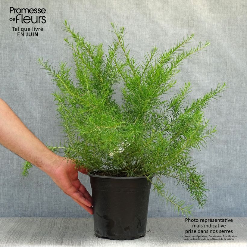 Exemplar von Grevillea juniperina - Australische Silbereiche Topf mit 2L/3L wie im Sommer geliefert