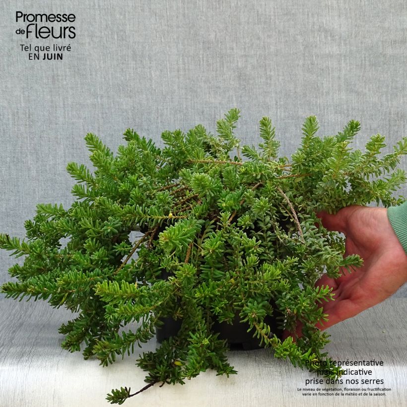 Exemplar von Grevillea lanigera Tamboritha - Australische Silbereiche Topf mit 2L/3L wie im Sommer geliefert